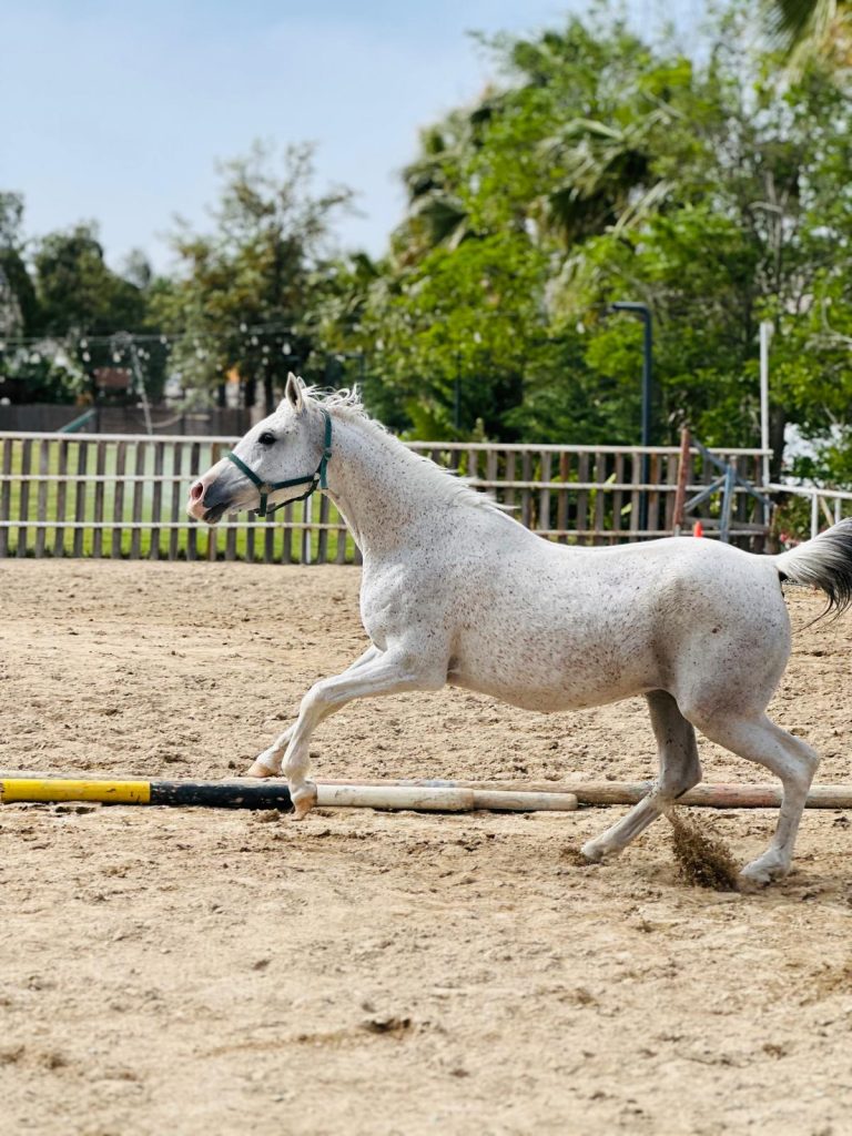 Bodrum Atlı Spor Klubü